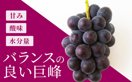 【先行予約】コクのある甘さ 種あり 巨峰 4房から6房 2026年8月下旬から9月上旬 出荷予定【春光園】 ぶどう ブドウ 葡萄 巨峰 種あり 果物 フルーツ