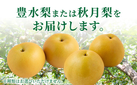 【先行予約】種あり 巨峰 3房 梨 2玉から3玉 セット 2026年8月下旬から9月上旬 出荷予定【春光園】 有機配合肥料使用 ぶどう ブドウ 葡萄 巨峰 梨 なし 果物 フルーツ 詰め合わせ