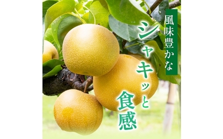 【ふるさと納税】【先行予約】しゅうたの畑 あまーい♪ 豊水梨 6玉から7玉 【2026年8月下旬より順次発送予定】 梨 なし ナシ 豊水 ほうすい フルーツ 果実 果物 常温 送料無料 福岡県 うきは市