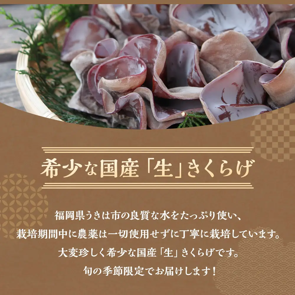 ＜非公開＞【先行予約】UIC 季節限定！農薬不使用！生きくらげ (約60g×6パック) 2026年8月下旬から11月上旬 出荷予定