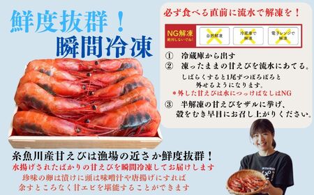 ［2月以降順次発送予定］南蛮エビ 日本海直送鮮度抜群！糸魚川産『甘えび』250g×2パック  甘くとろける格別の味  際立つ甘さと鮮やかさ【プロも太鼓判！】伝兵水産