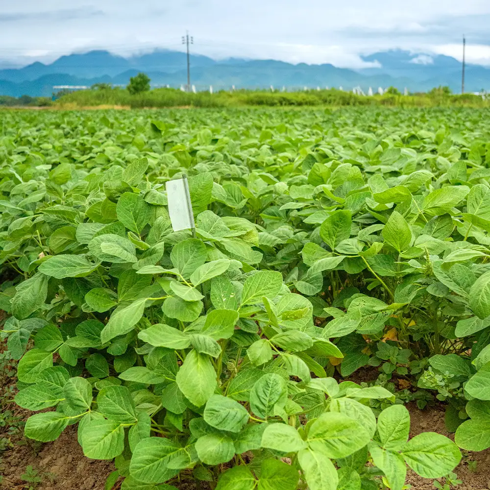 2026年 山形県産 品種おまかせ 枝豆 3kg  野菜 えだ豆 おつまみ F21A-367