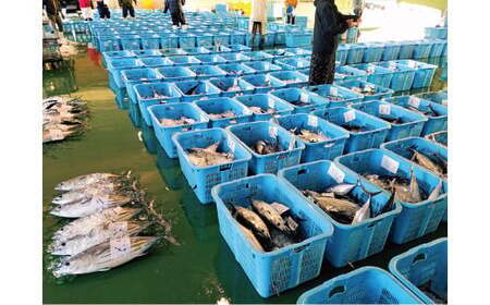 生かつおの藁焼きタタキセット 1節 約3-4人前 冷蔵 【 高知 久礼 浜焼き 海王 道の駅なかとさ かつおのたたき わら焼き 薬味 タレ付き 日戻り 生鰹 本場 新鮮 タタキ 鰹のタタキ 】
