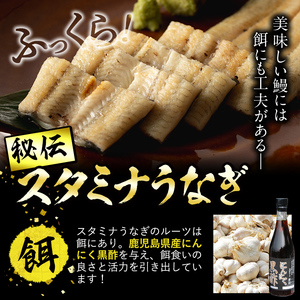 【数量限定】鹿児島県産！秘伝の特上スタミナうなぎ白焼き＜計3尾・計420g以上＞ b0-155