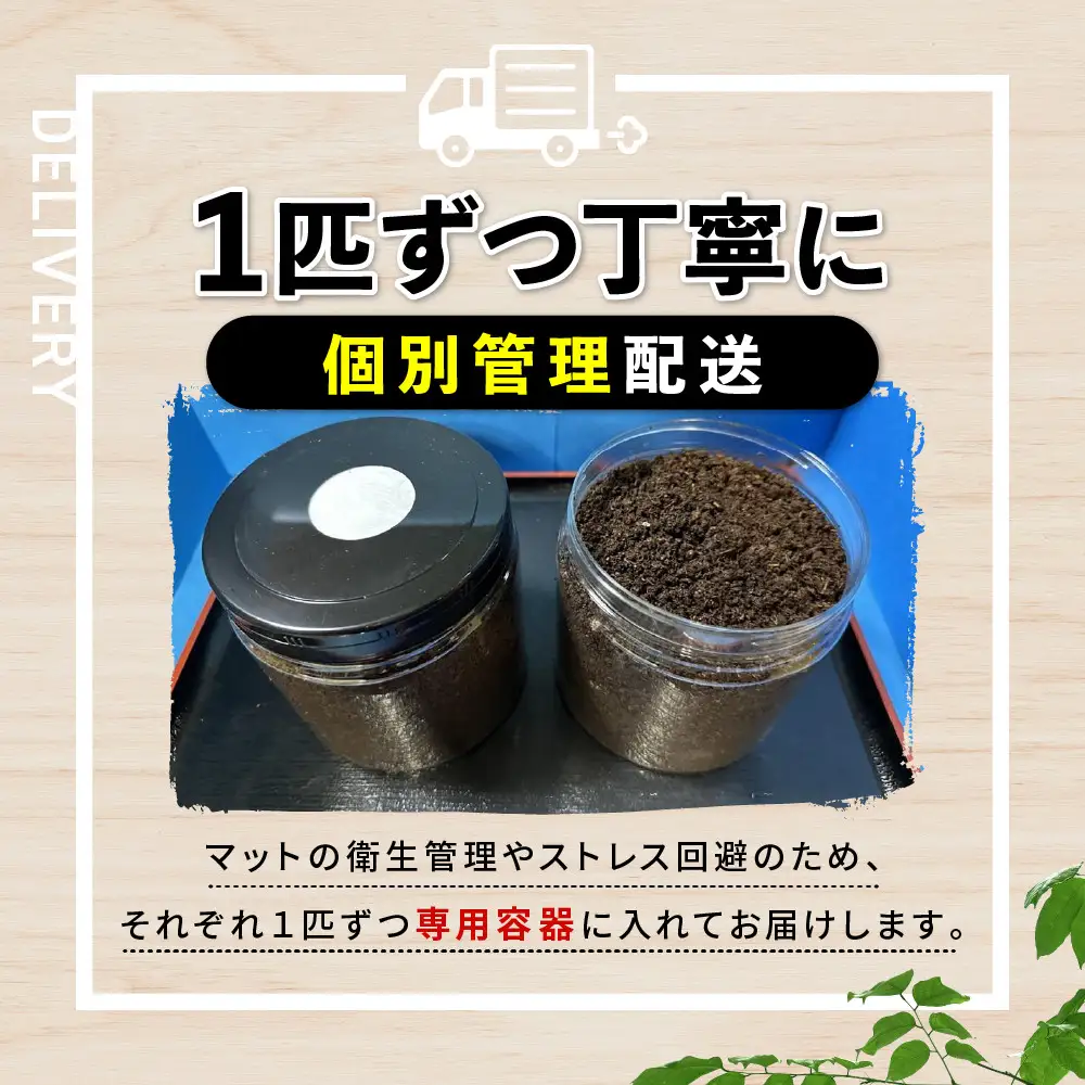 【先行予約】ヘラクレスオオカブト3令幼虫ペア ※育て方の説明書付き※配送不可地域あり【2026年9月から順次発送】