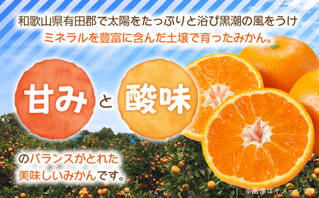 【2026年先行予約】【直営限定】ご家庭用　和歌山有田みかん約5kg(SS、Sサイズ)【湯浅町】_ZJ6097