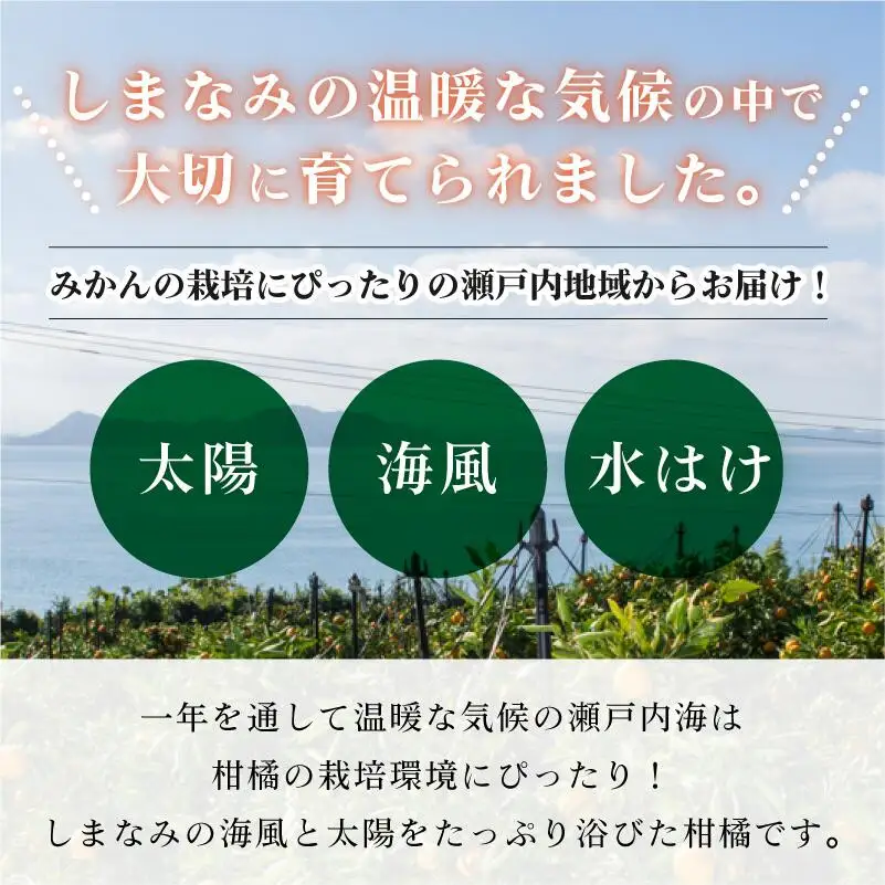【先行予約】はるみ 5kg S～2L 愛媛県今治市