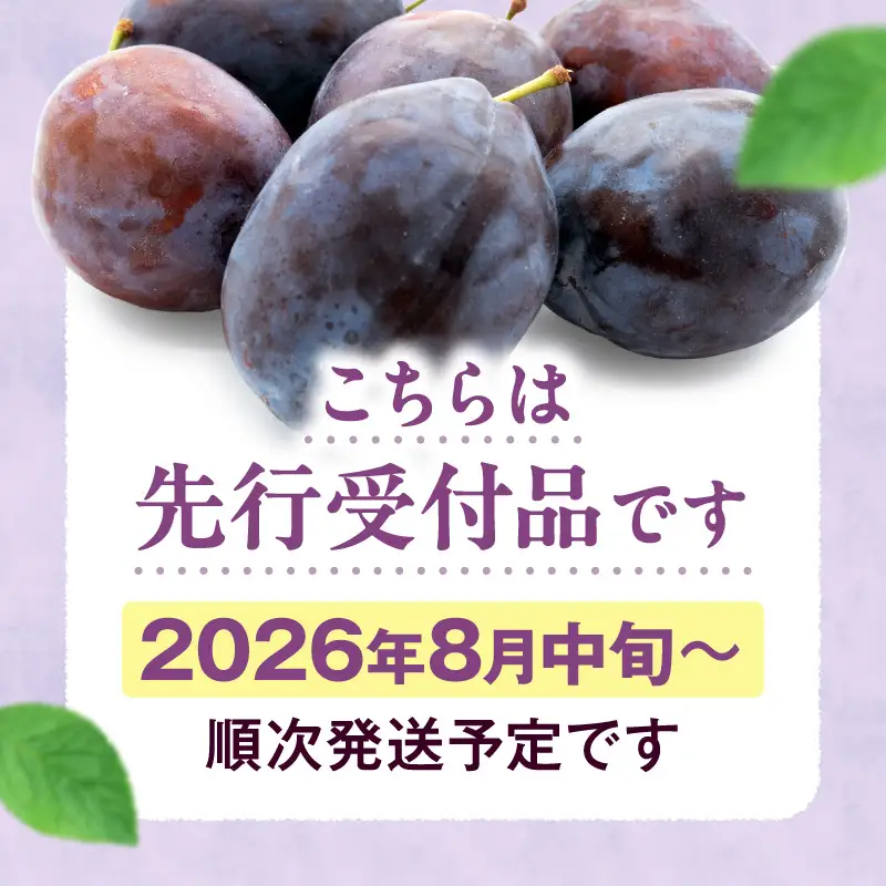 【先行予約：2026年8月中旬より発送】余市の砂川果樹園が贈る【余市の生プルーン】1.6kg_Y033-0040