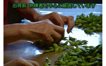 【令和9年産】 だだちゃ豆 「早生甘露」 1.2kg（600g×2袋） 山形セレクション認定 山形県鶴岡市 K-931 白山ちゃ茶農園
