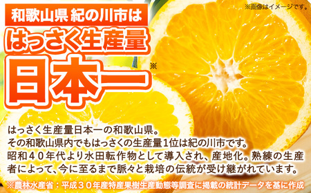 八朔 約10kg ｍ＆ｎ果実園《2027年1月下旬-3月中旬頃出荷》和歌山県 紀の川市 果物 フルーツ はっさく 柑橘類 送料無料
