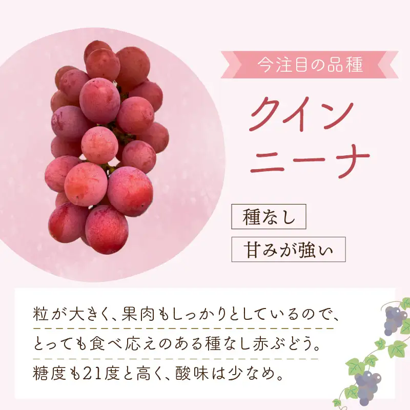泉州ぶどう クインニーナ 2房【065D-013】