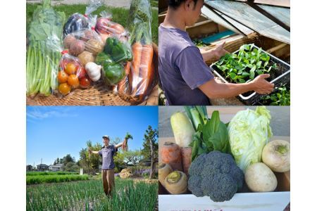 収穫野菜のお土産付き！東京近郊の畑で無農薬野菜の収穫体験（1組分） No.063
