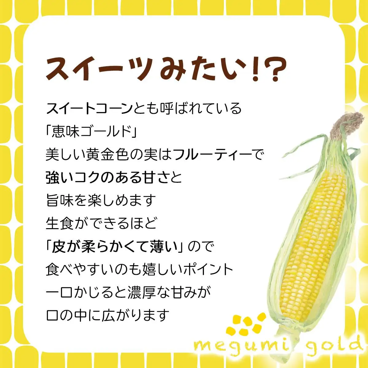 【 2027年先行予約】北海道 朝もぎ とうもろこし 恵味 ゴールド L-LLサイズ 10本【55250828】