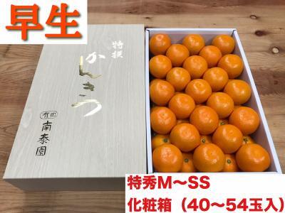 頒布会 有田かんきつ 定期便 7ヶ月間 南泰園 みかん
