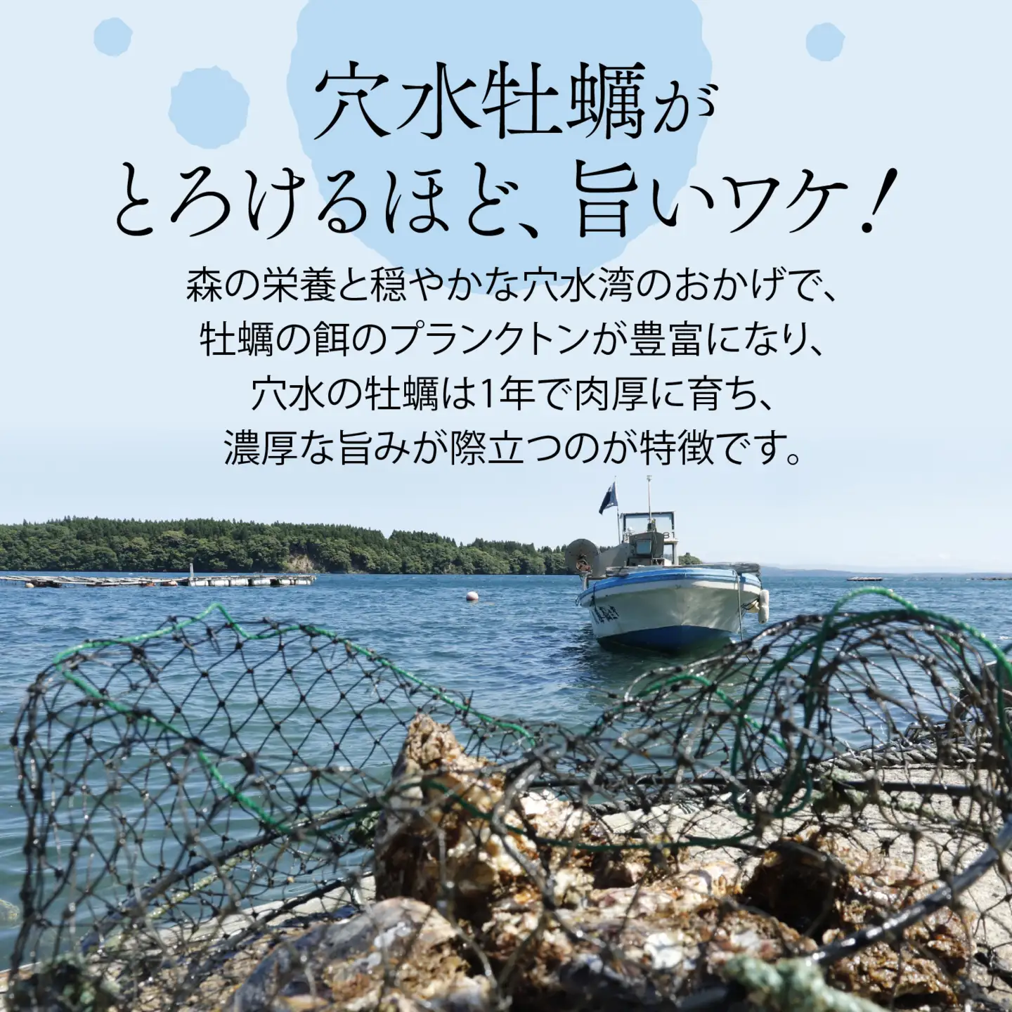 奥能登 松村水産の岩牡蠣 約3kg【殻付き・加熱用】/ 岩牡蠣