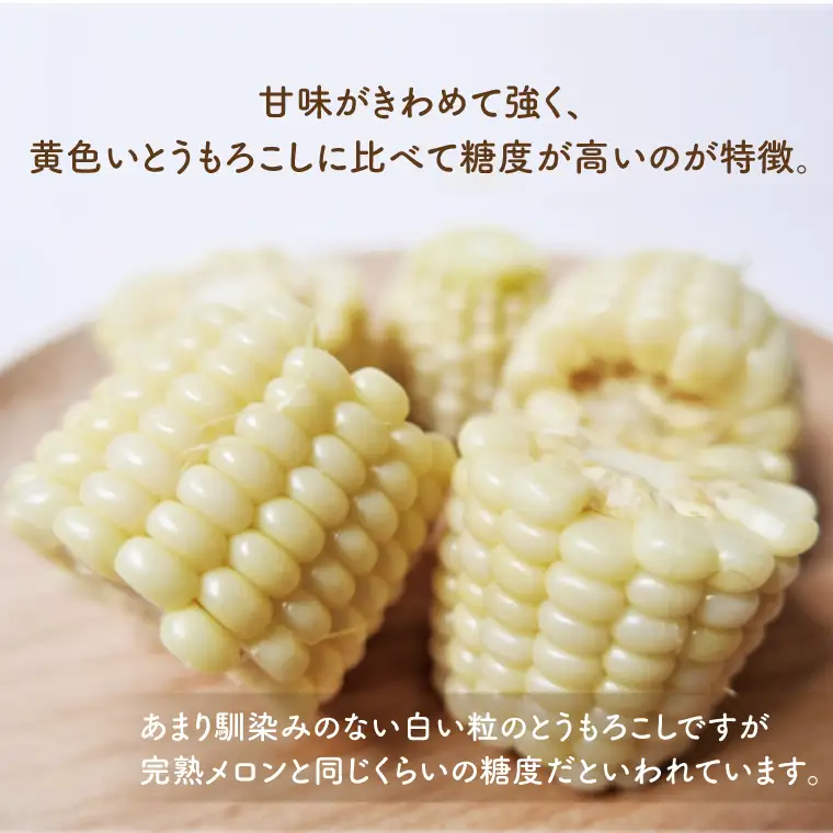 数量限定 白いおおもの(トウモロコシ)5kg （AY-6）
