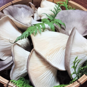 特選 竜王 足太あわび茸（生）250ｇ