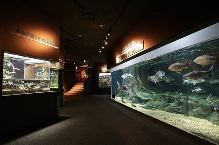 506 世界淡水魚園水族館　アクア・トトぎふ　入館券（大人2枚）