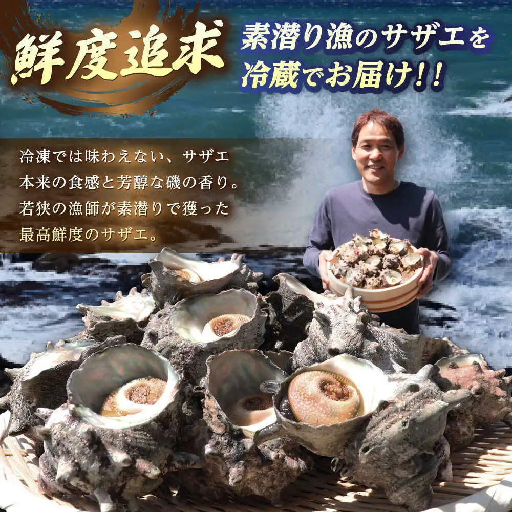 先行予約 2026年6月発送 サザエ 天然 活サザエ 2kg 15～30個 朝獲れ BBQ小浜市 / 桝屋商店【配送不可地域：北海道・沖縄・離島】 [BFAO015] 