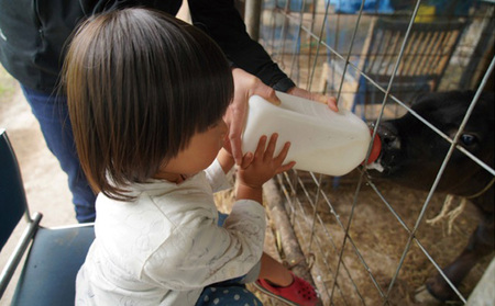 やんばるの自然の中で牧場体験！【6泊朝食付き】（4名様）