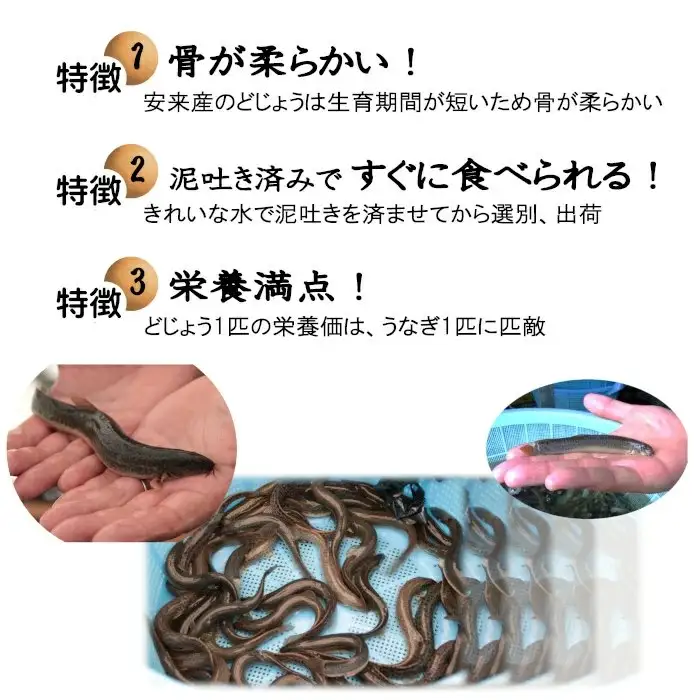 やすぎどじょう250g（女子高生制作どじょう料理レシピBOOK付き）【どじょう 活魚 生きたまま 食用 養殖 やわらかい 弾力 クセがない レシピ付き 魚 美味しい 栄養 食べやすい 新鮮 島根県 安来市】【価格変更】【09-DS-01】