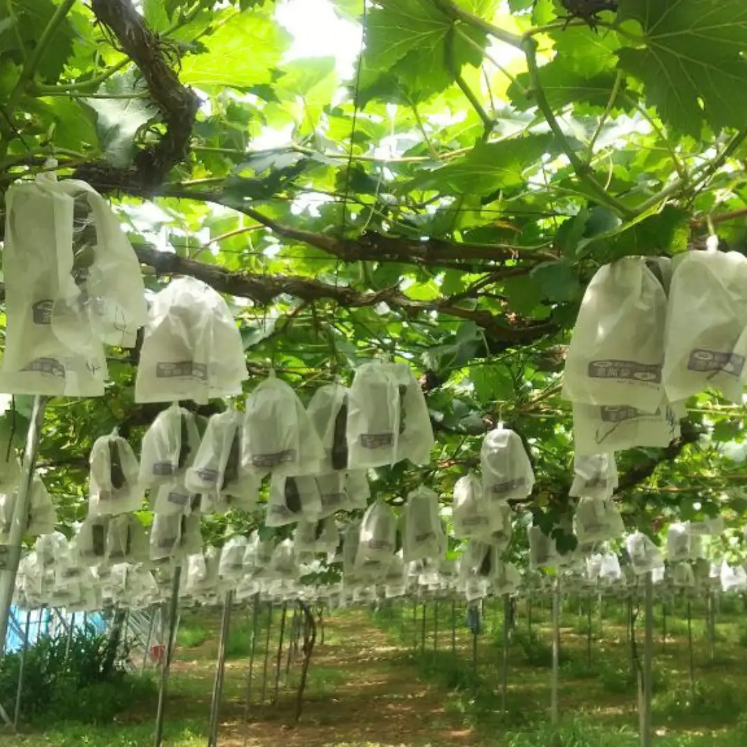 巨峰 1.5kg ( 種あり ) ( 桜川市・石岡市共通返礼品 ) ぶどう ブドウ フルーツ 果物 2026年8月中旬以降発送 [DC007sa]