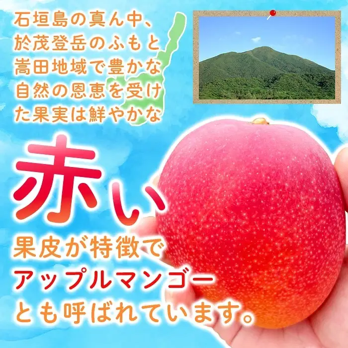 ＜先行予約＞「マンゴー」 ⽯垣島ど真ん中 まるま～さん マンゴー 1kg (2～3玉) ≪2027年6月中旬より順次発送予定≫ (アーウィン種)