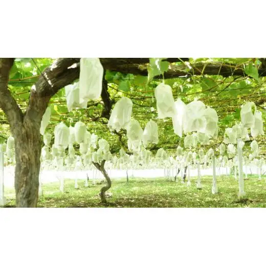 《 先行予約 》 シャインマスカット 2～3房 ( 約 1.5kg )  贈答用 【2026年8月下旬頃発送開始】 ( 共通返礼品：下妻市 )
