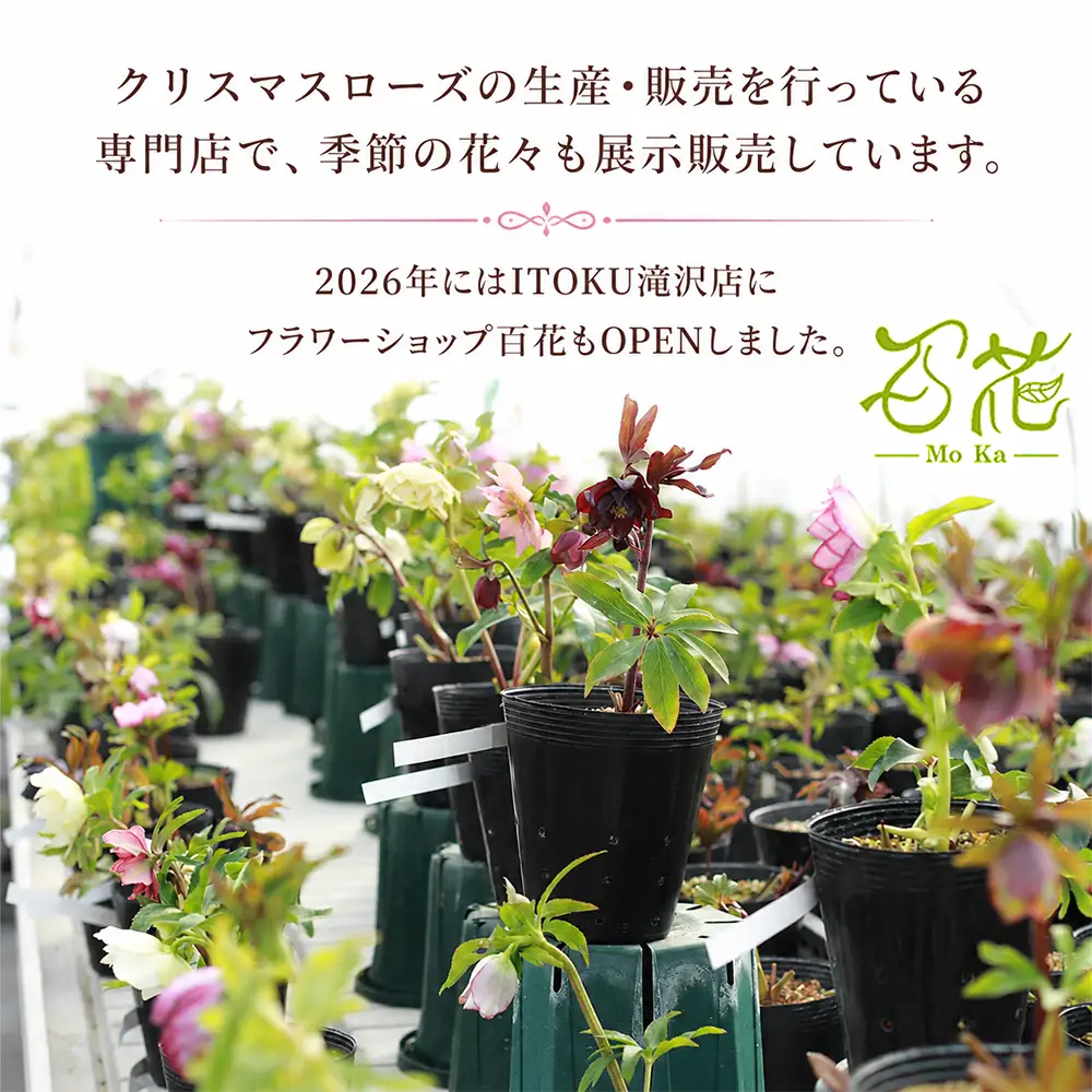 フラワーアレンジメント 3000円相当｜母の日 誕生日 花ギフト 「百花-MoKa-」
