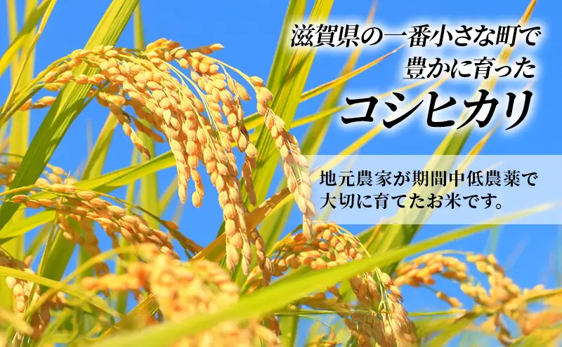 コシヒカリ お米 5kg 精米 定期10ヶ月 コシヒカリ