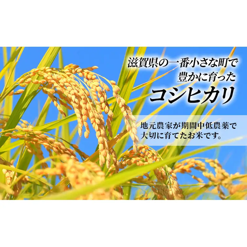 コシヒカリ お米 10kg 精米 定期5ヶ月 コシヒカリ
