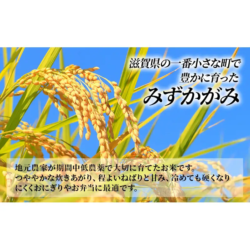 お米 みずかがみ 5kg 精米 定期便 10ヶ月 お米