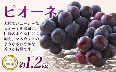 定期便【全3回/7・8・9月】和歌山の旬のフルーツ定期便！人気の桃・ピオーネ・梨をお届け♪【tkb306】