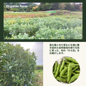甘～い そら豆 4kg かたもとオーガニックファーム