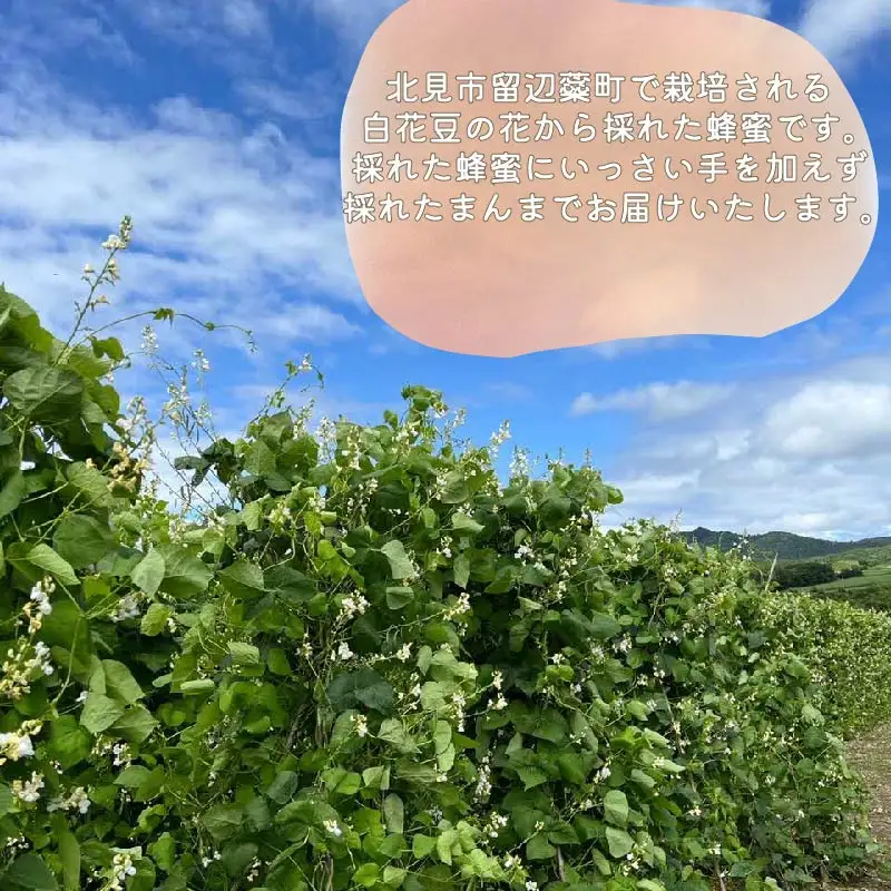 《14営業日以内に発送》【国産蜂蜜】白花豆はちみつ 450g パッカー容器 ( はちみつ 蜂蜜 ハチミツ ハニー 白花豆 ふるさと納税 )【022-0024】