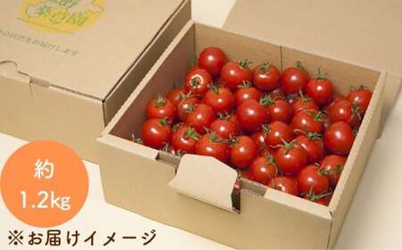 【2027年1月以降配送】熊野薬草園のミニトマト（1.2kg） 【kmys0001A】