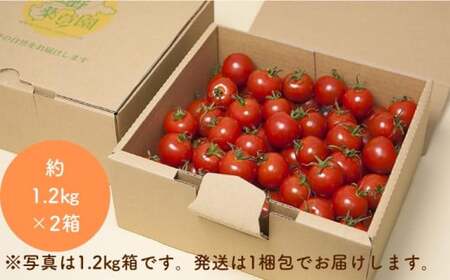 【2027年1月以降配送】熊野薬草園のミニトマト（1.2kg×2箱） 【kmys0002A】