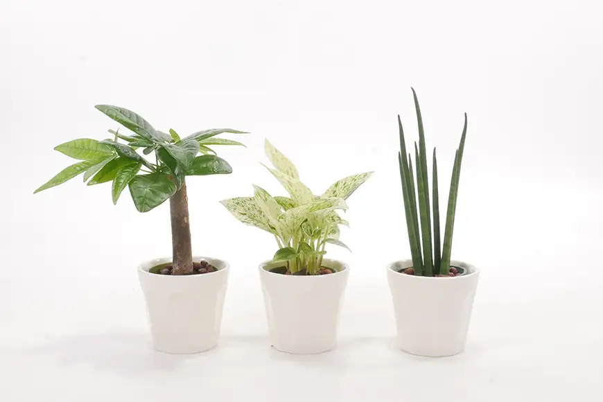 観葉植物 キュートロッチャ 3個 セット