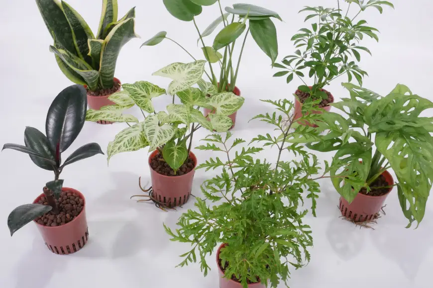 観葉植物 ハイミニロッチャ 3個 セット