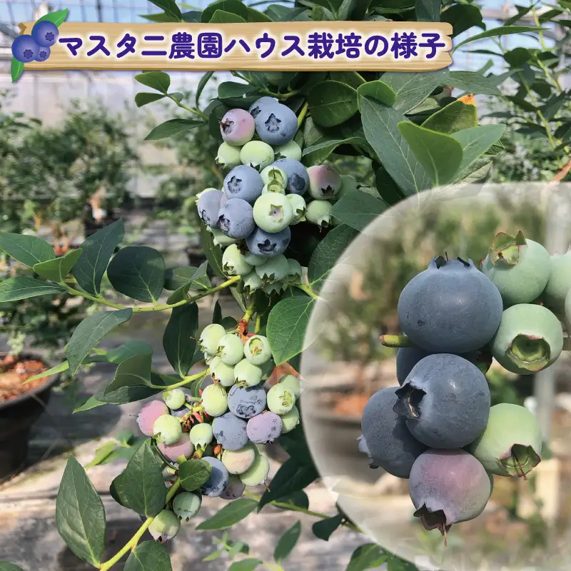 ブルーベリー500g マスタニ農園 ベリー F014-136001