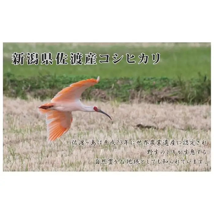 【令和8年】コシヒカリ 5kg | 新潟県 佐渡市 コシヒカリ