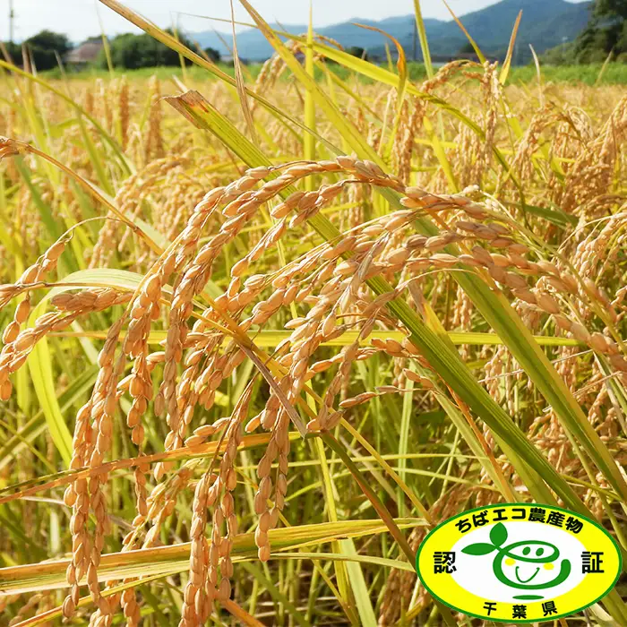 【令和８年産 新米 先行予約】ちばエコ農産物『長狭米 コシヒカリ（一等米）』【精米５kg】《９月中旬より順次発送》《数量限定》減農薬 減化学肥料 農家直送 玄米 白米 熟成精米 [田代農園][0015-0077]