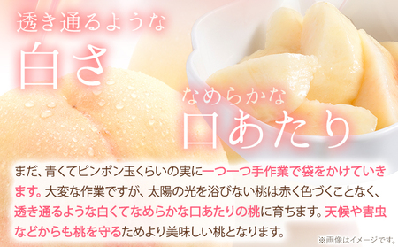 【2027年発送】岡山の桃 約1kg　白桃