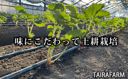 120-8　タイラファームの冷凍イチゴたっぷり3㎏！フルーティーな香りのきらぴ香