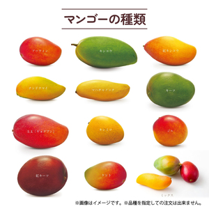 冷凍 完熟 マンゴー 500g マンゴー