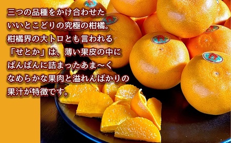 【2027年2月中旬より順次発送】柑橘界の大トロ！せとか　約3kg 果物 フルーツ 国産 日本産 冬の味覚 冬の果物 冬のフルーツ 香川オリジナル品種 観音寺市産 