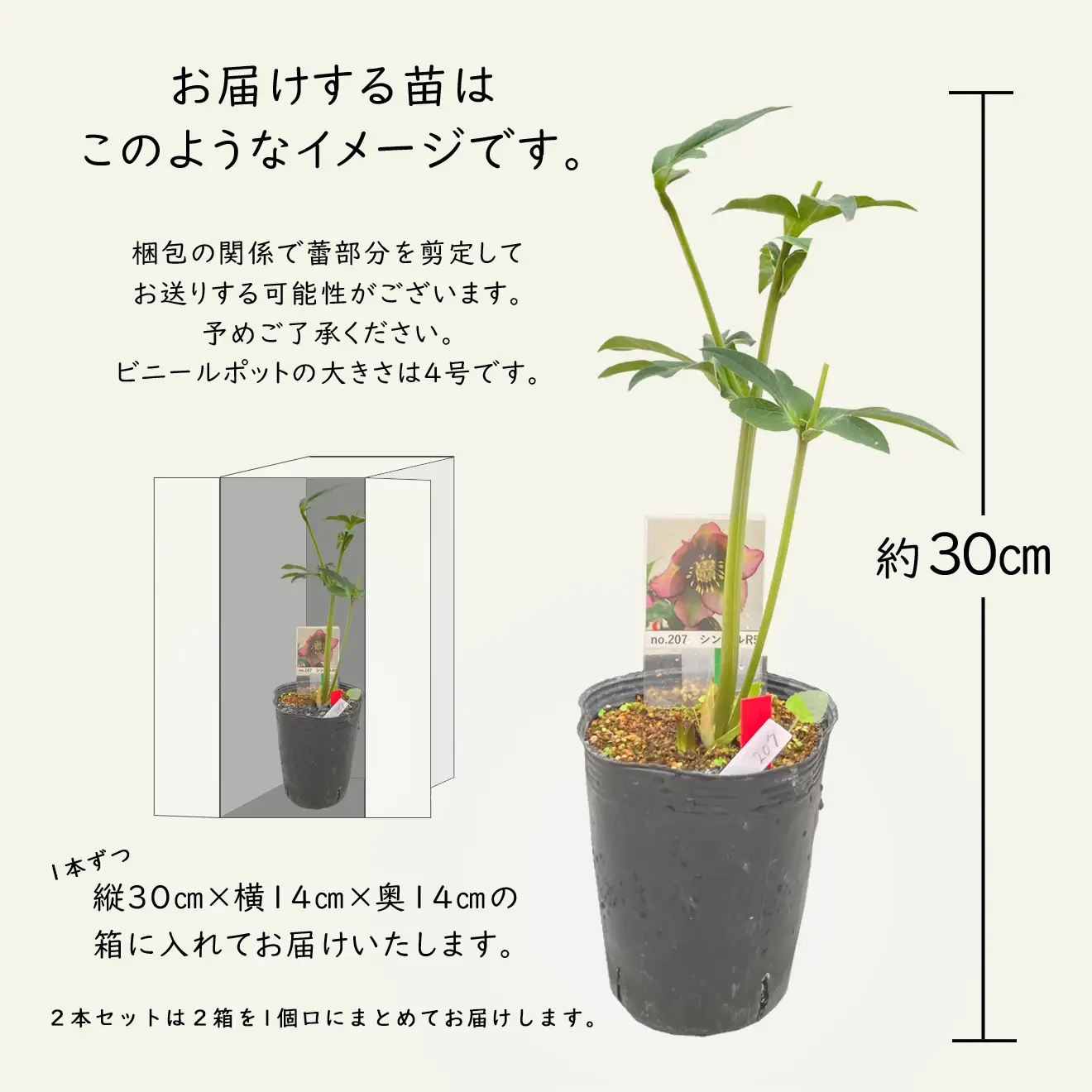 花巻温泉バラ園で育ったクリスマスローズ苗　【2027年2月上旬より順次発送】 【1616】