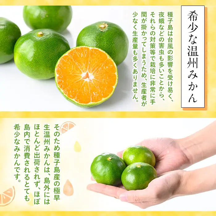 温州みかん 約3.5kg サイズ大小混合 極早生 鹿児島 蜜柑 ミカン 【提果樹園】n132