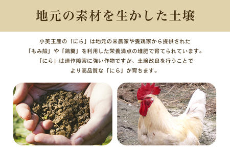 【数量限定・期間限定】 小美玉市産にら 100g×10 にら ニラ 生 香味 野菜 料理 惣菜 おかず 1kg 茨城 国産 17-AA ＜5月～11月発送予定＞