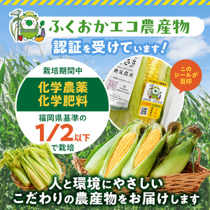 【ふくおかエコ農産物認証】農家直送！SDGs米糠堆肥で作った博多あまっコーン4.5キロ以上（10～15本）【2026年6月より順次出荷】_ふくおかエコ農産物 2026年6月より順次出荷 とうもろこし 博多あまっコーン 約 4.5kg 以上 10本 ? 15本 プレミアムコーン 粒が大きい 食べ応え 美味しい 糖度 野菜 お取り寄せ 福岡県 久留米市 送料無料 〔Gv035〕